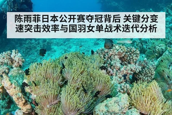 陈雨菲日本公开赛夺冠背后 关键分变速突击效率与国羽女单战术迭代分析